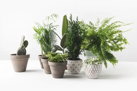 IKEA Uses Plants To Spread Awareness On Bullying
