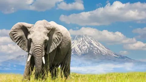 Emirates Is Taking 10 People on a Carbon-Neutral African Safari with Private Airplane Suites and Luxury Hotels