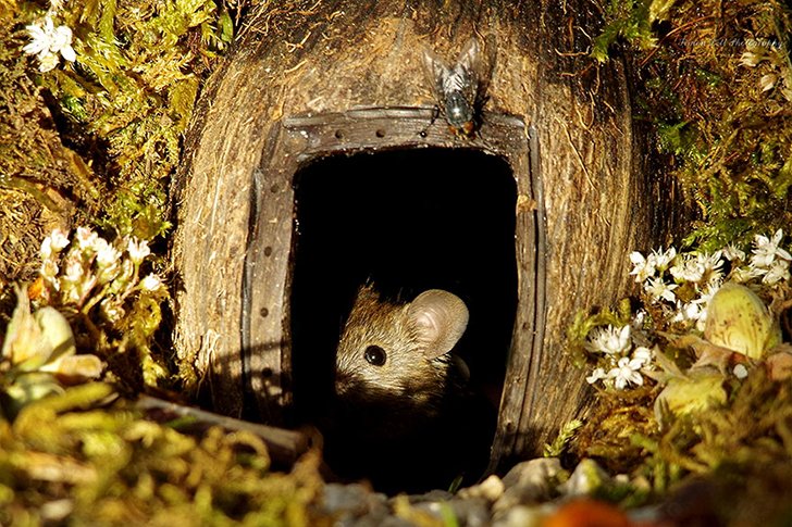 Man Discovers A Family Of Mice Living In His Garden And Took It To The ...