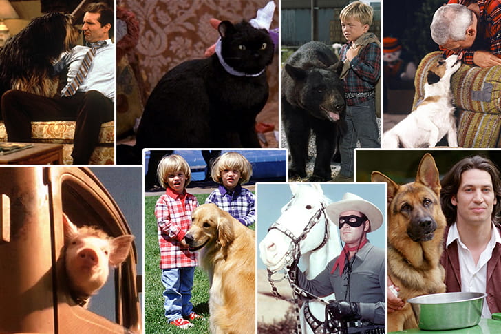 The Life Stories Of The 30 Most Beloved Animals On TV Shows - Cars and